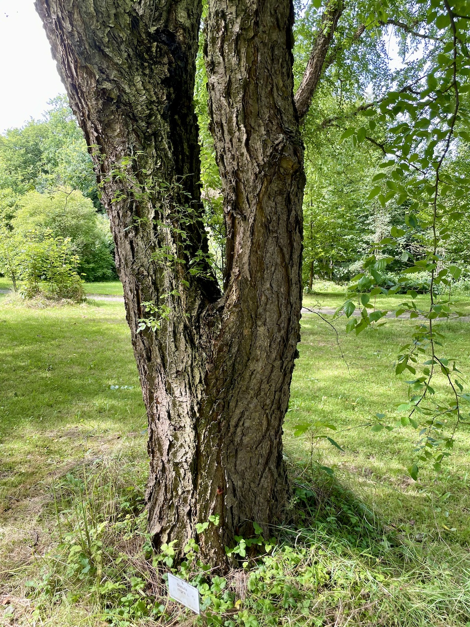 Betula nigra - Kiel - Juli 2024