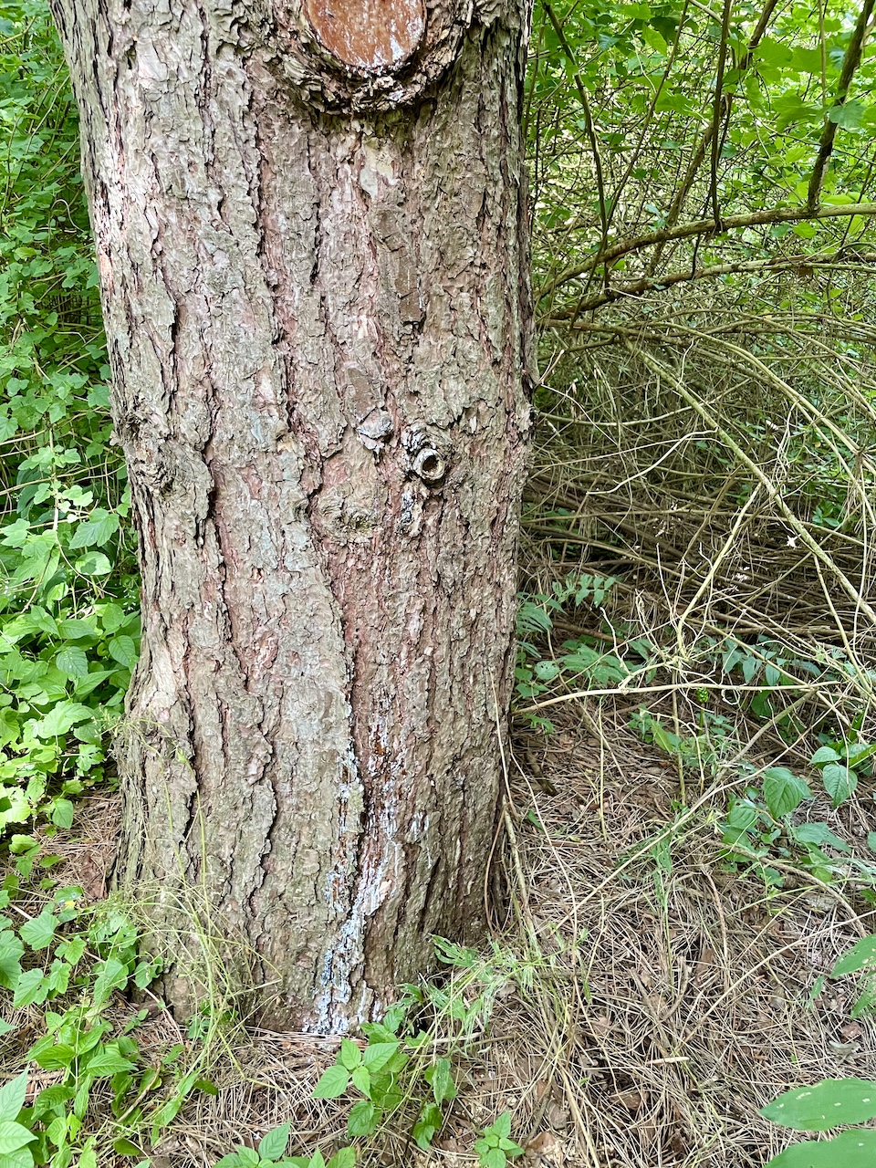 Pinus resinosa - Kiel - Juli 2024