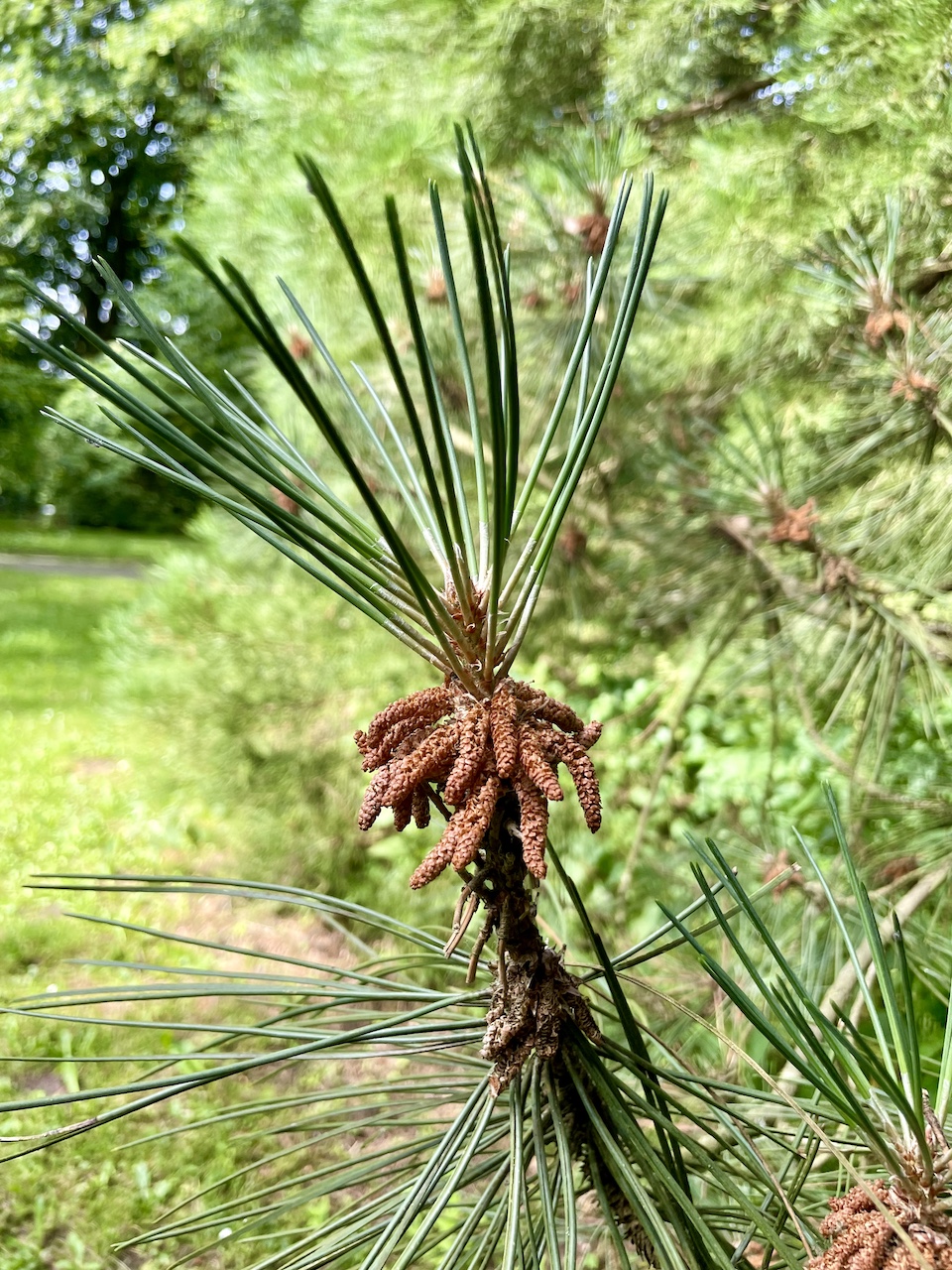 Pinus resinosa - Kiel - Juli 2024