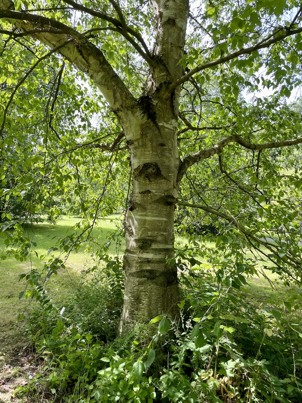 Betula papyrifera - Kiel - Juli 2024