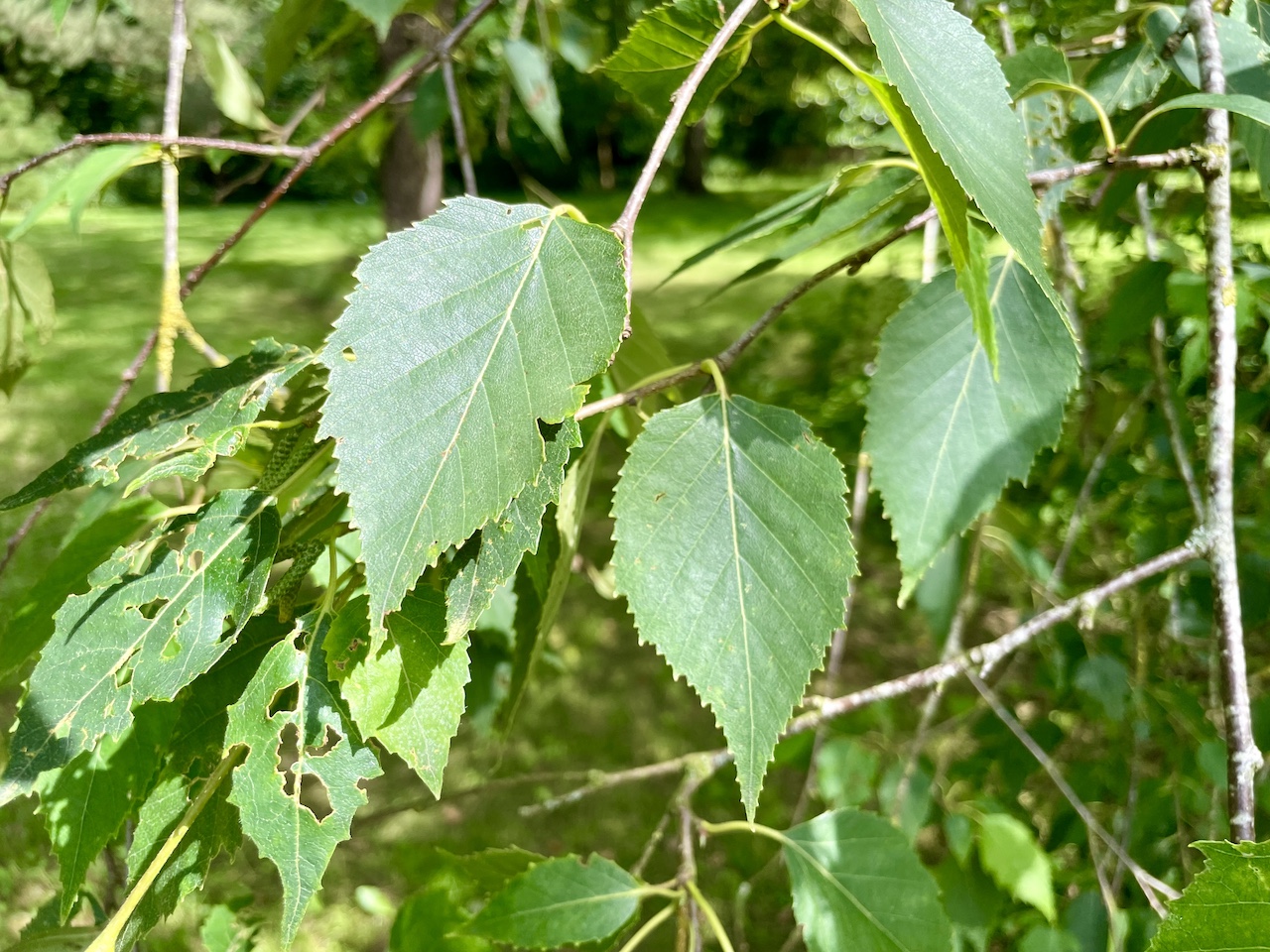 Betula papyrifera - Kiel - Juli 2024