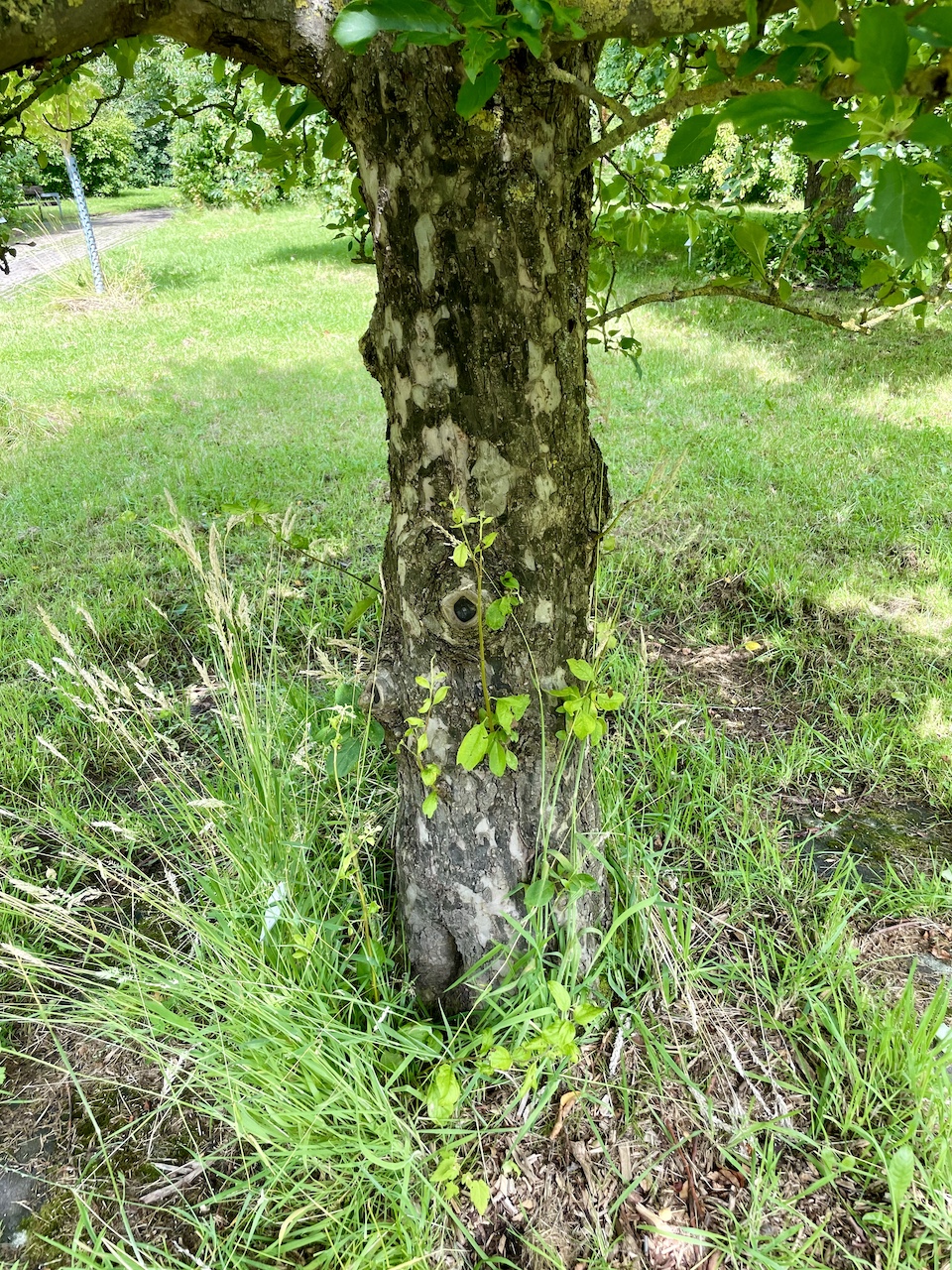 Malus sylvestris - Kiel - Juli 2024