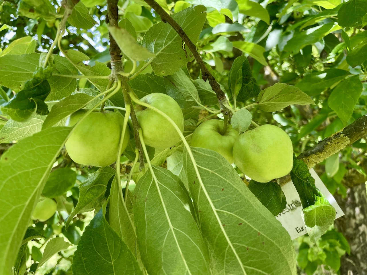 Malus sylvestris - Kiel - Juli 2024