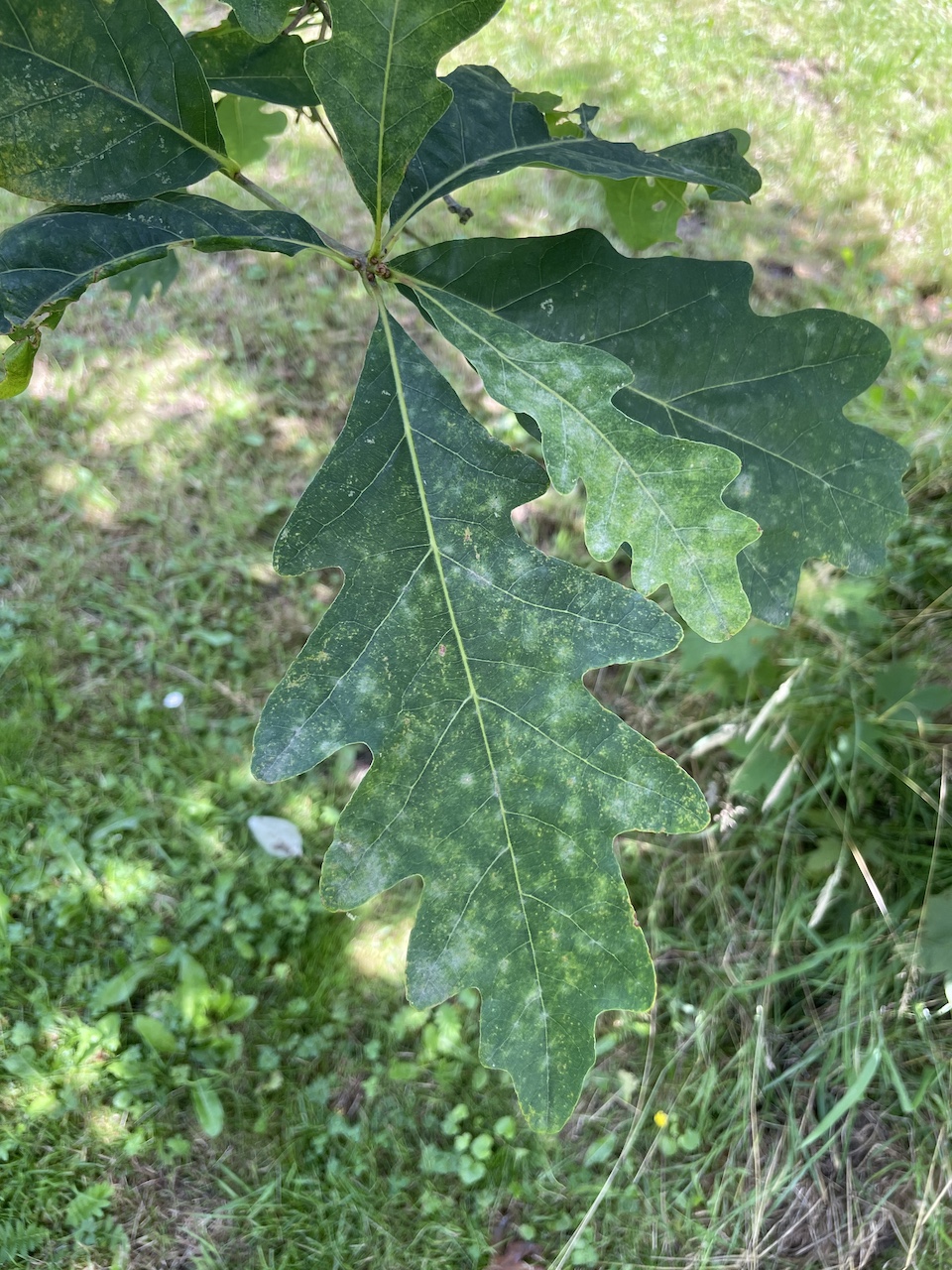 Quercus alba - Kiel - Juli 2024