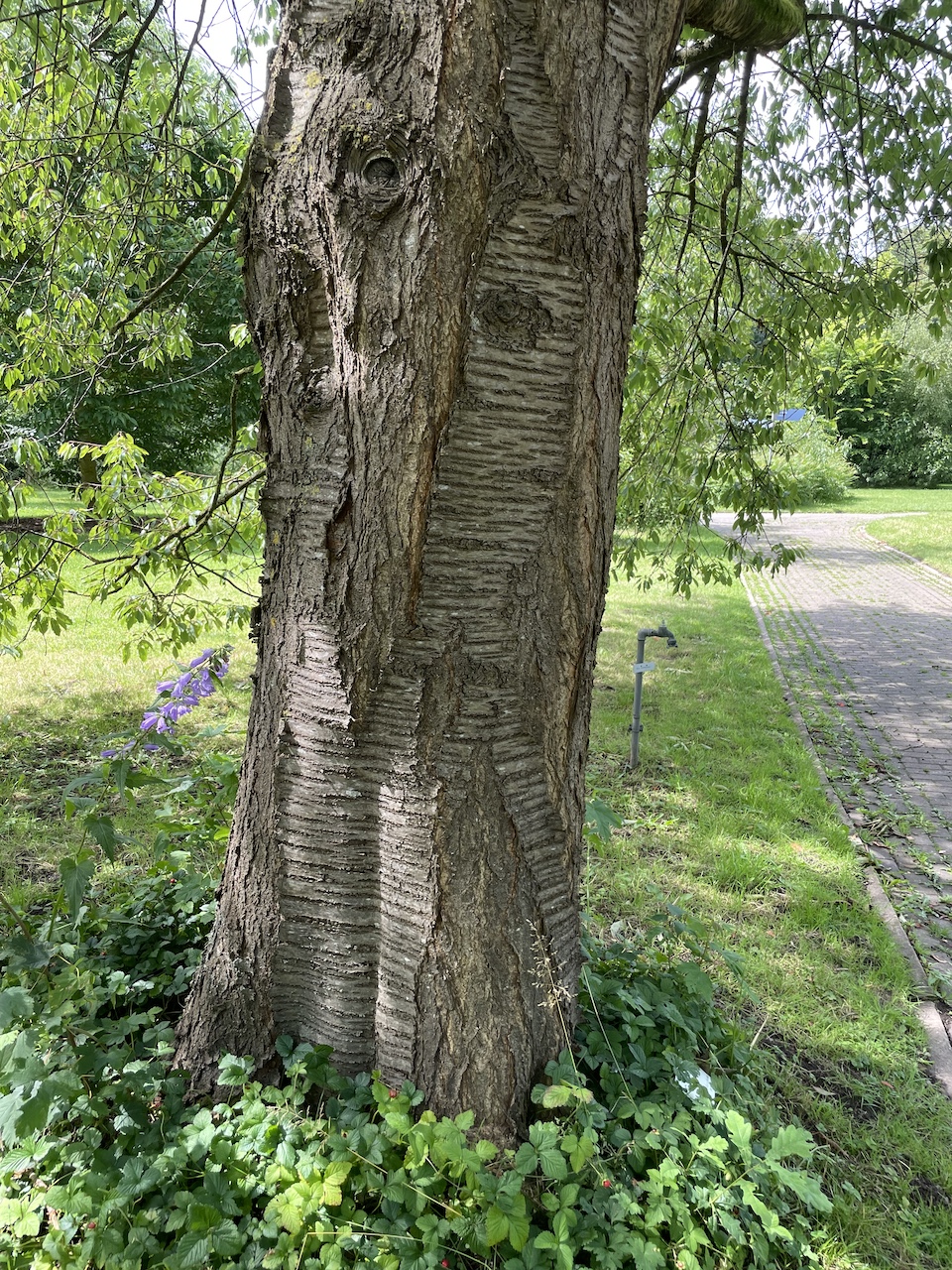 Prunus avium subsp. avium - Kiel - Juli 2024