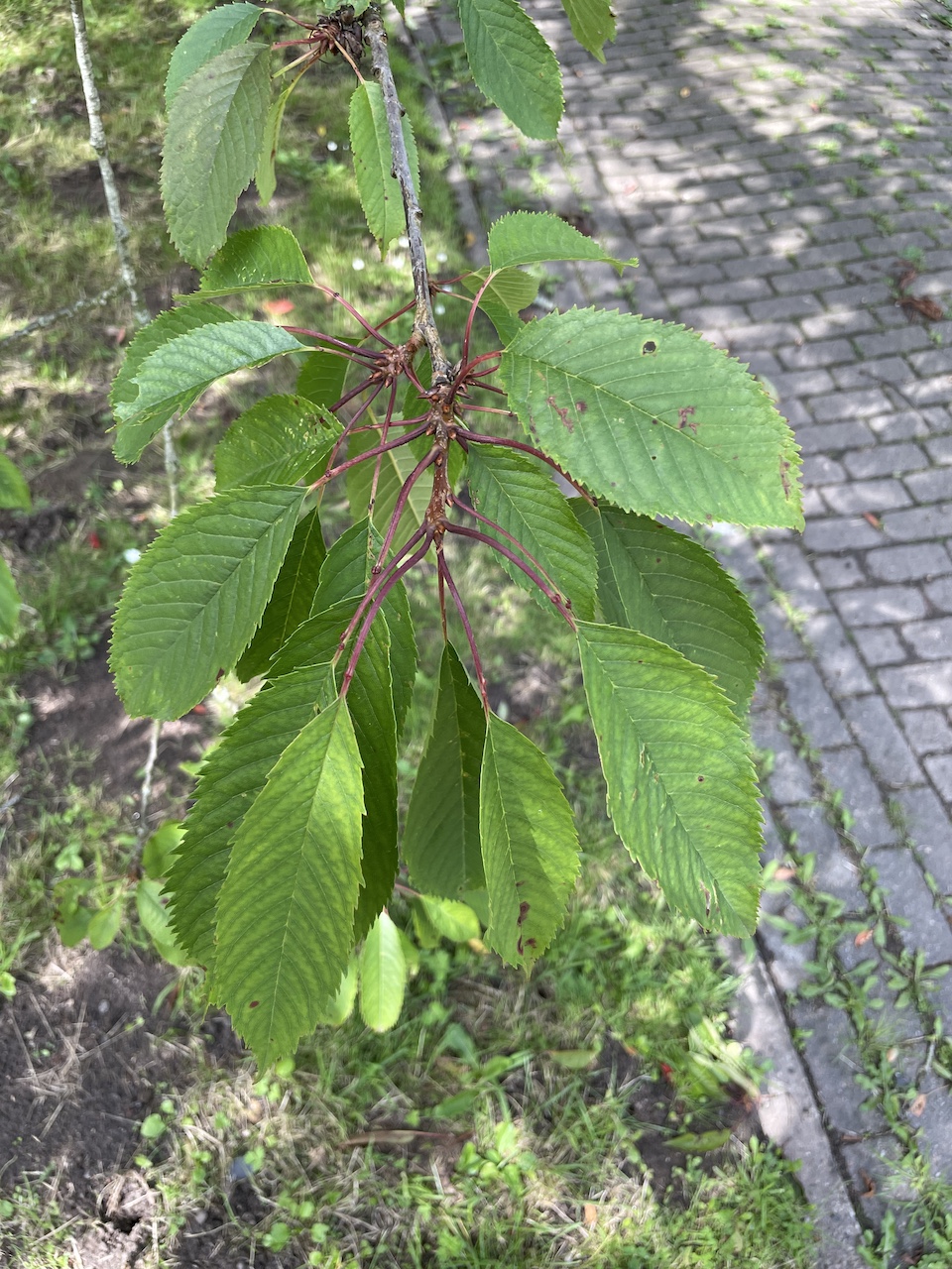 Prunus avium subsp. avium - Kiel - Juli 2024