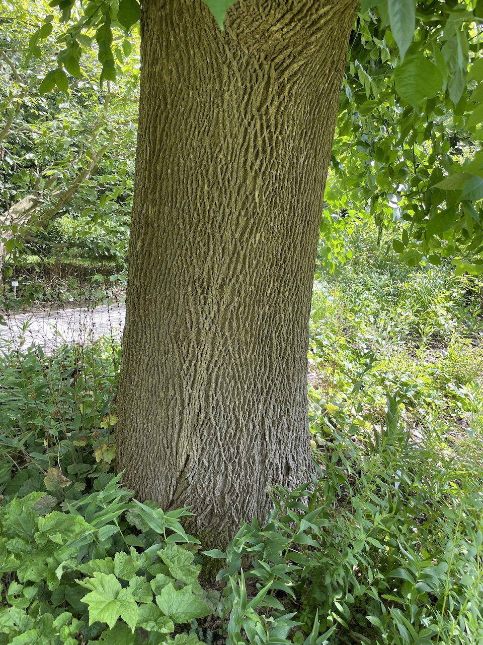 Fraxinus pennsylvanica - Kiel - Juli 2024