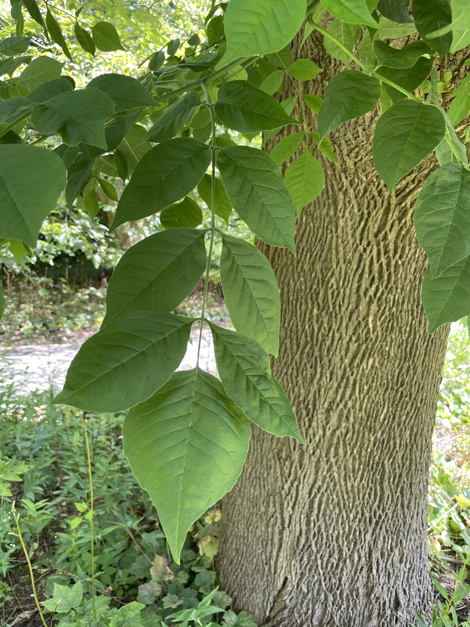Fraxinus pennsylvanica - Kiel - Juli 2024