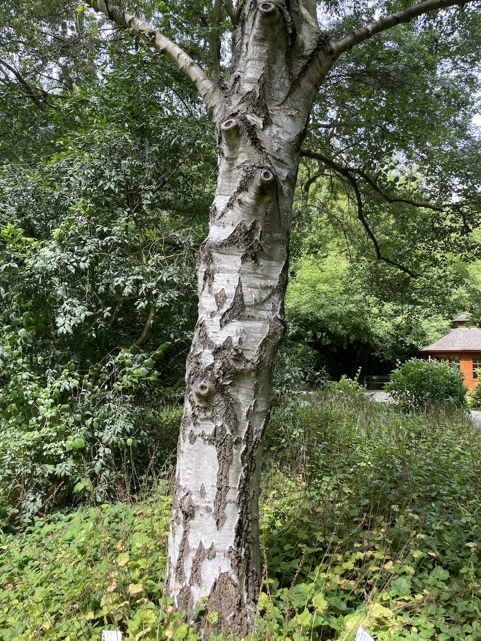 Betula populifolia - Kiel - Juli 2024