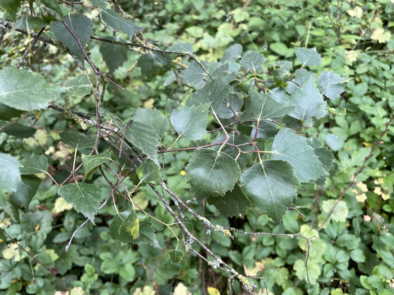Betula populifolia - Kiel - Juli 2024