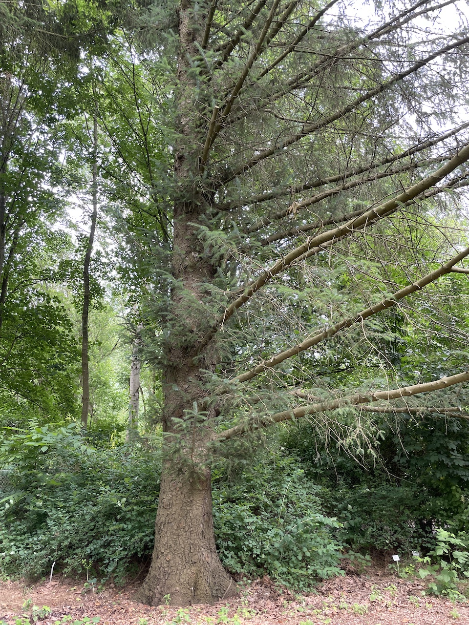 Picea sitchensis - Kiel - Juli 2024