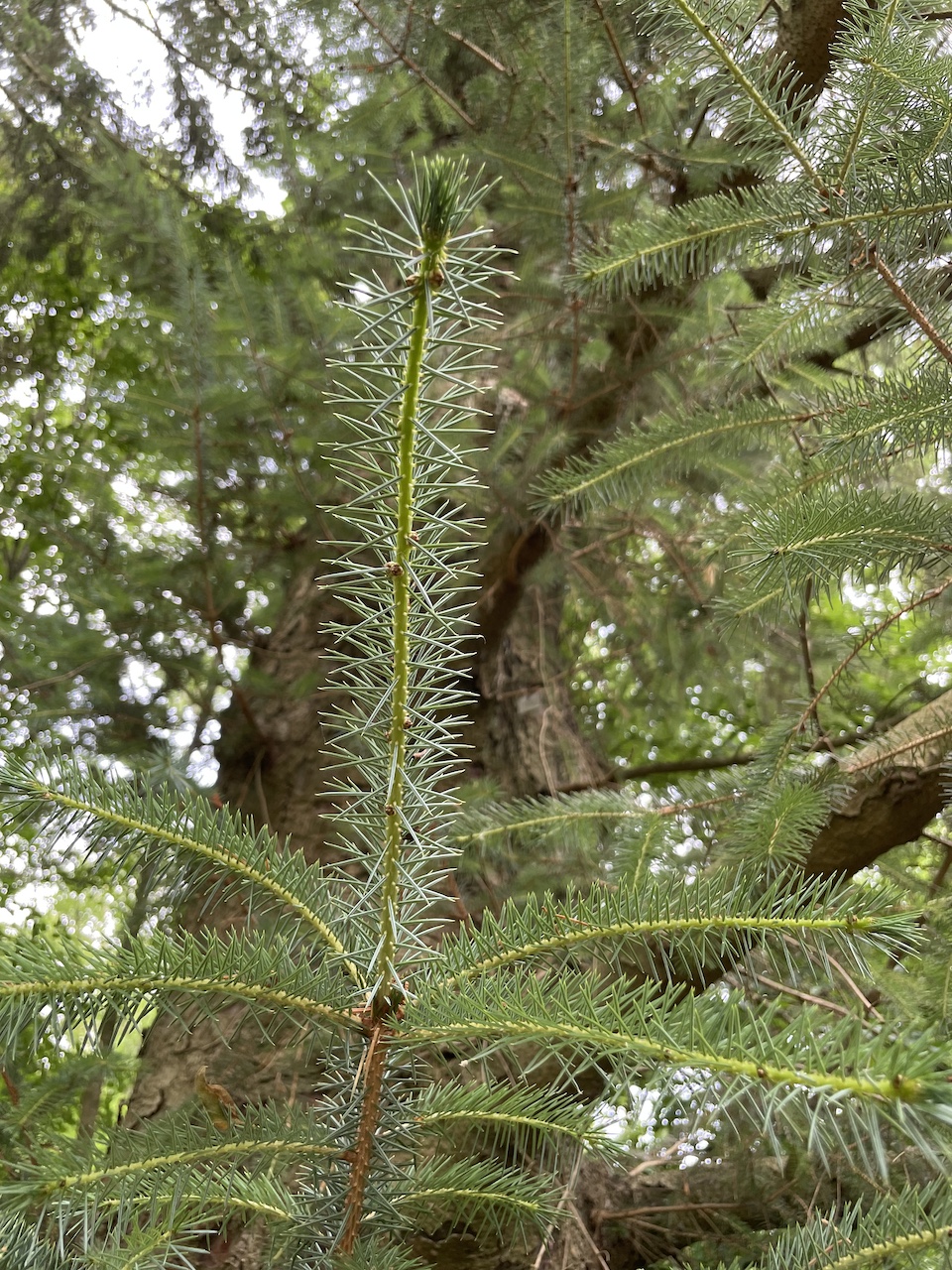 Picea sitchensis - Kiel - Juli 2024