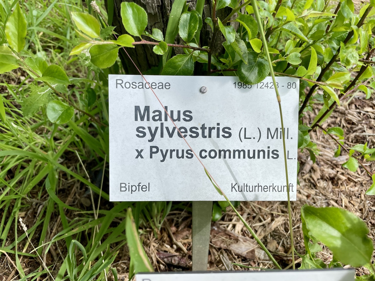 × Malopyrus sylvestris - Kiel - Juli 2024