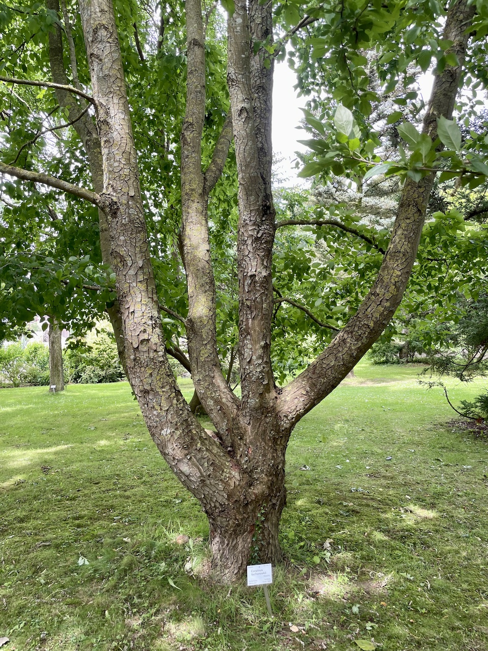 Carpinus tschonoskii - Kiel - Juli 2024