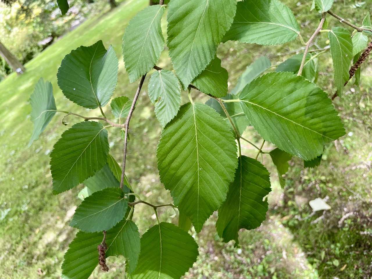 Carpinus tschonoskii - Kiel - Juli 2024
