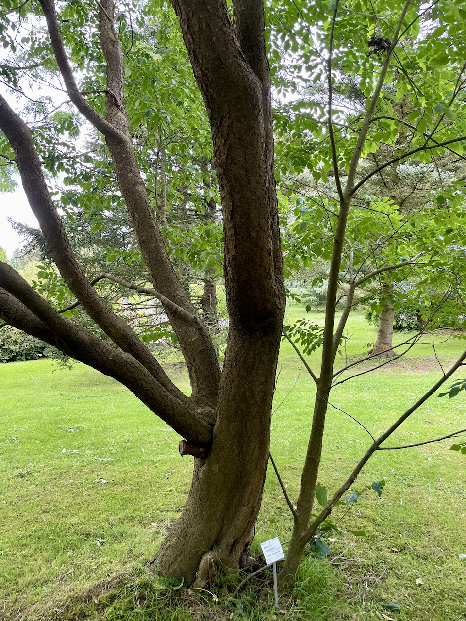 Maackia amurensis - Kiel - Juli 2024