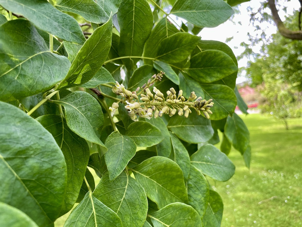Maackia amurensis - Kiel - Juli 2024