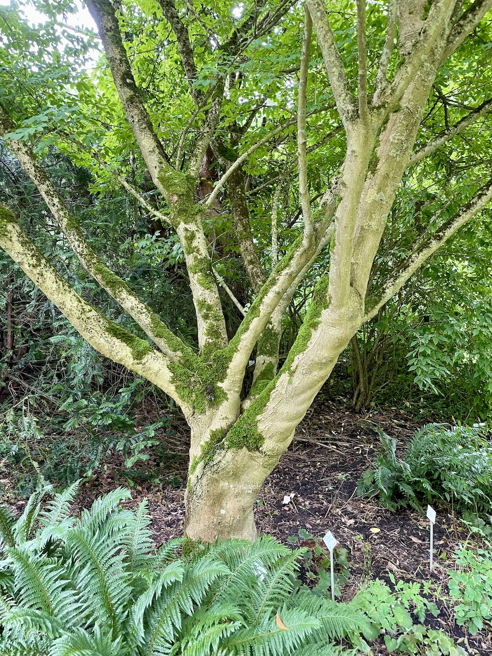 Acer cissifolium - Kiel - Juli 2024