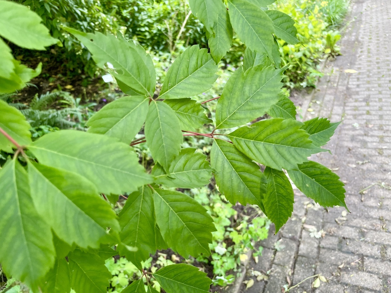 Acer cissifolium - Kiel - Juli 2024