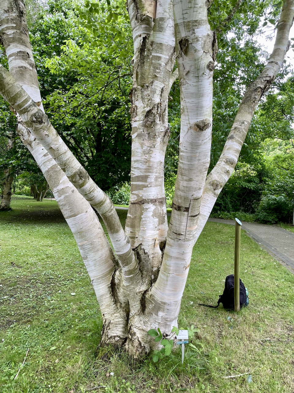 Betula papyrifera - Kiel - Juli 2024