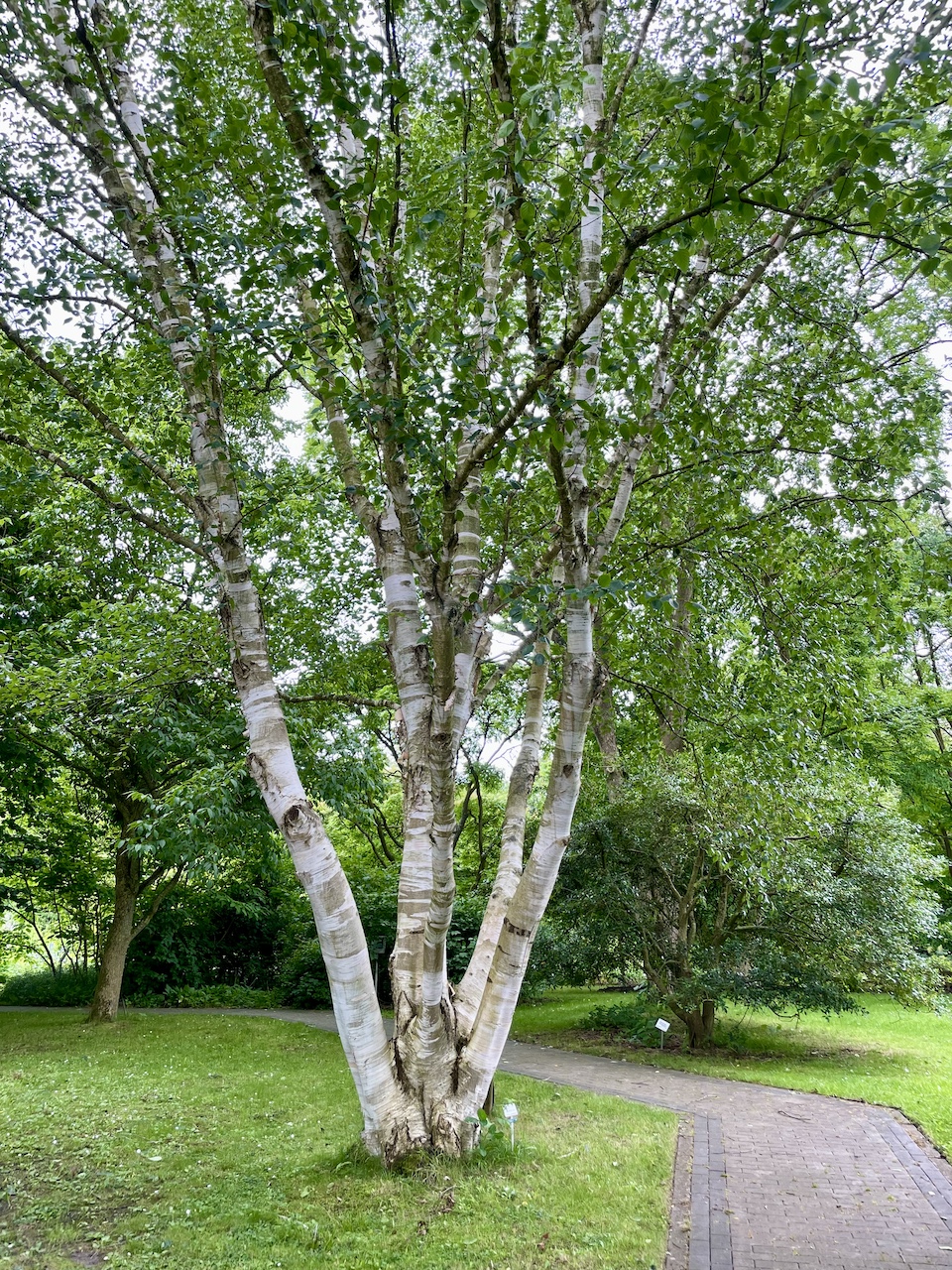 Betula papyrifera - Kiel - Juli 2024