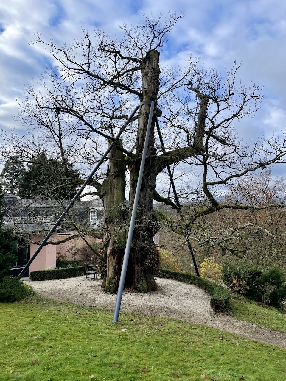 Castanea sativa - Bad Homburg - Dezember 2024