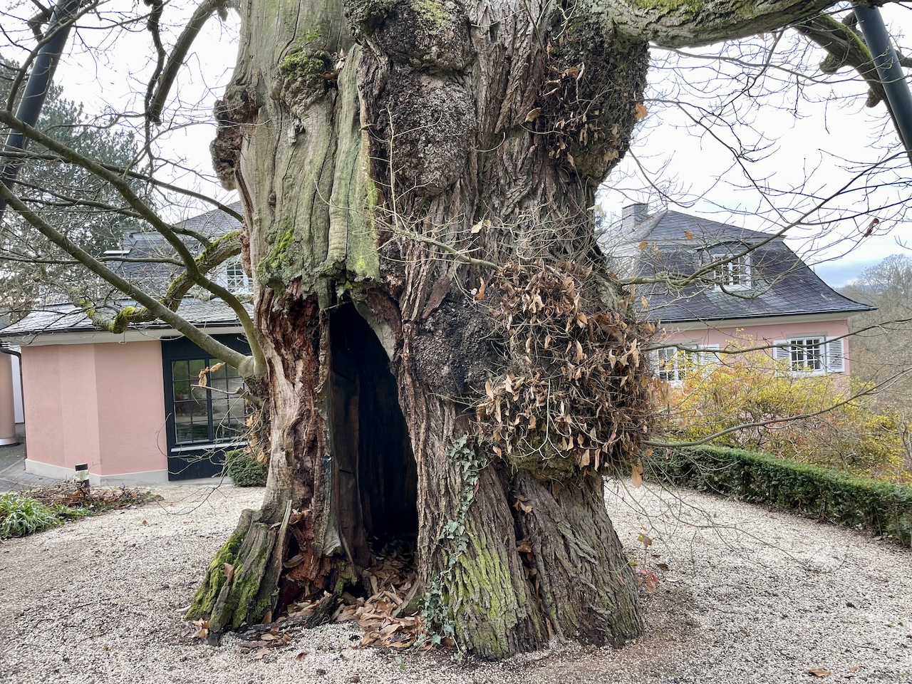 Castanea sativa - Bad Homburg - Dezember 2024