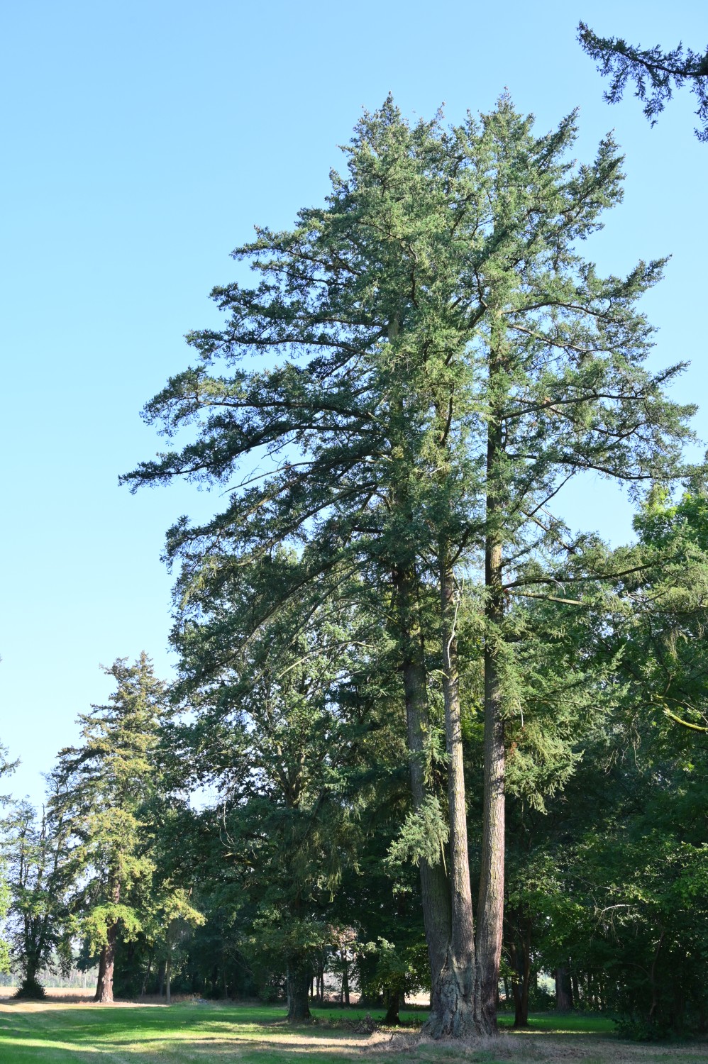 Pseudotsuga menziesii - Gutspark Schilde - September 2024