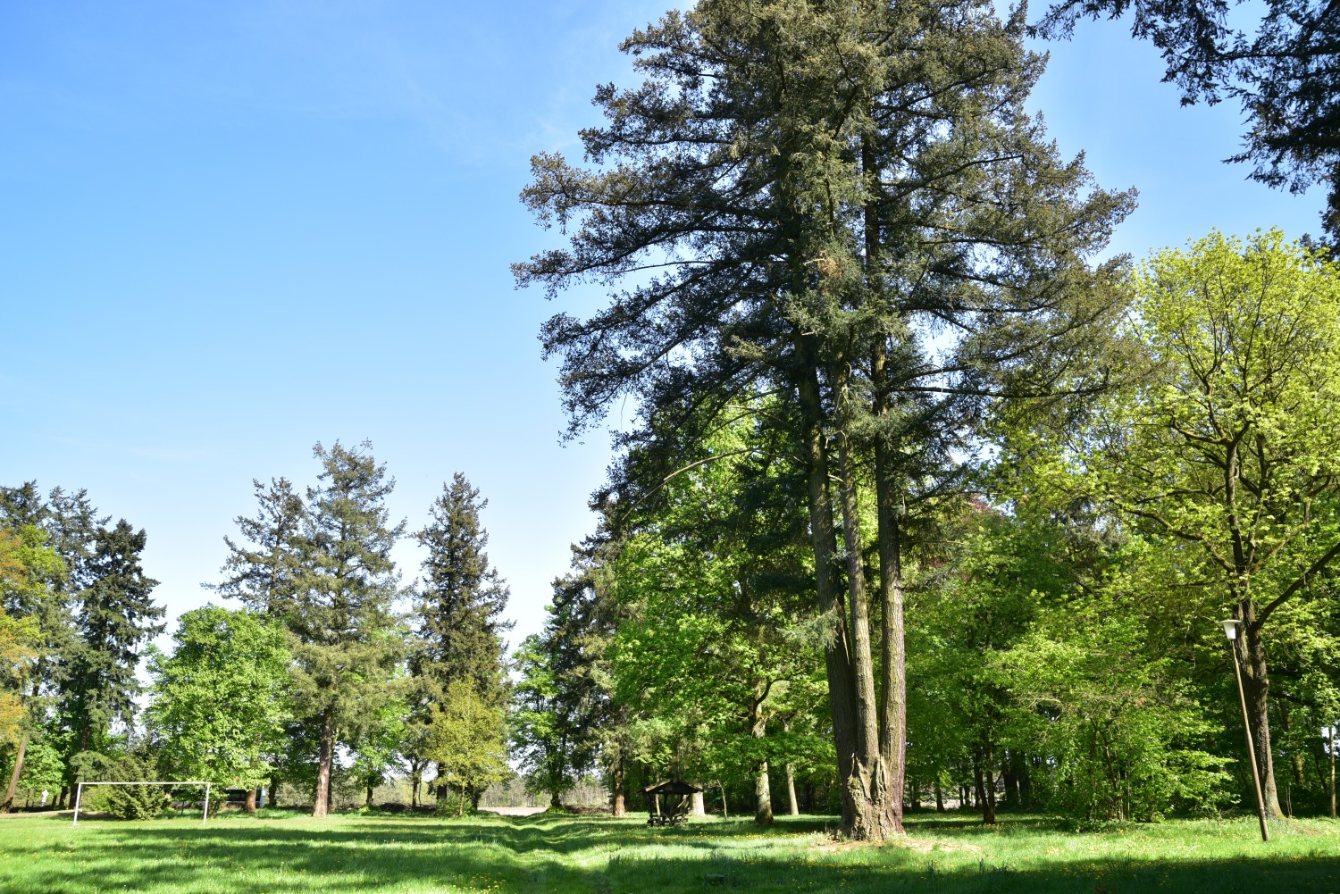 Pseudotsuga menziesii - Gutspark Schilde - Mai 2018