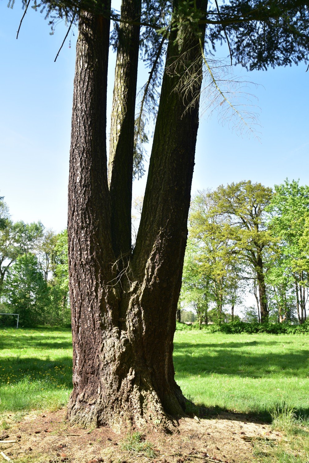 Pseudotsuga menziesii - Gutspark Schilde - Mai 2018