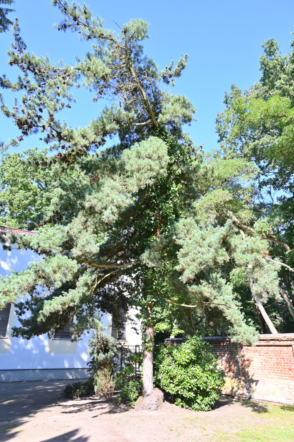 Pinus parviflora - Friedhof Friesack - September 2024