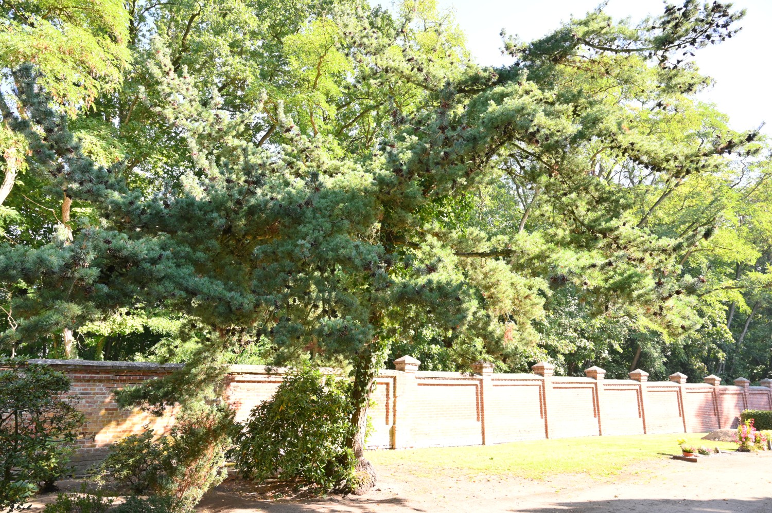 Pinus parviflora - Friedhof Friesack - September 2024