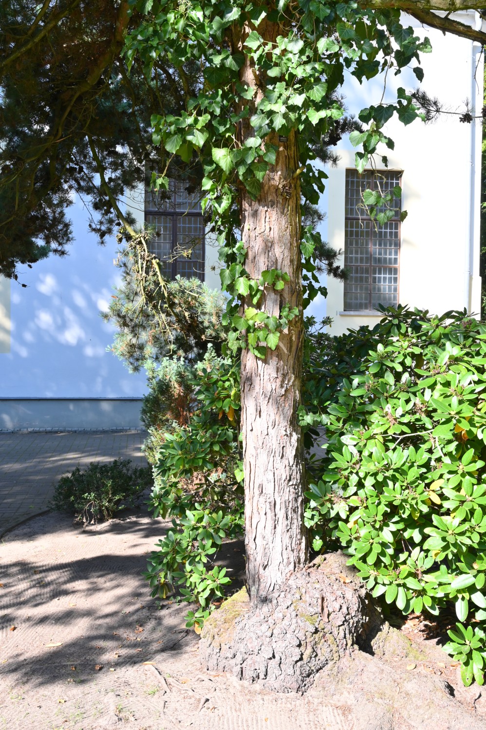 Pinus parviflora - Friedhof Friesack - September 2024