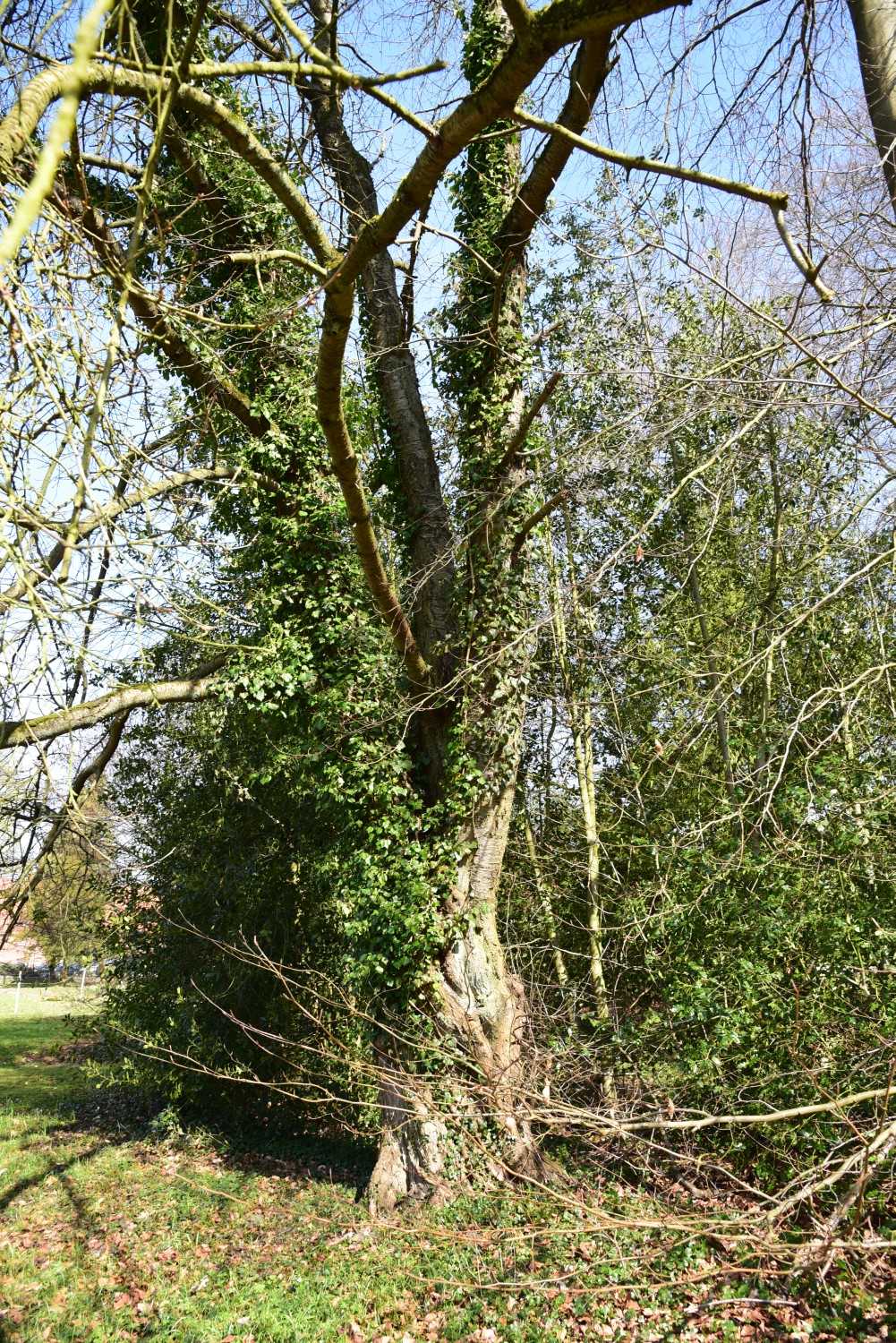 Prunus avium 'Plena' - Hoppenrade - 2015