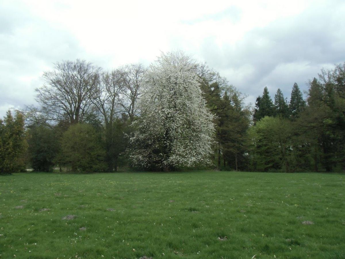 'Plena' avium Prunus