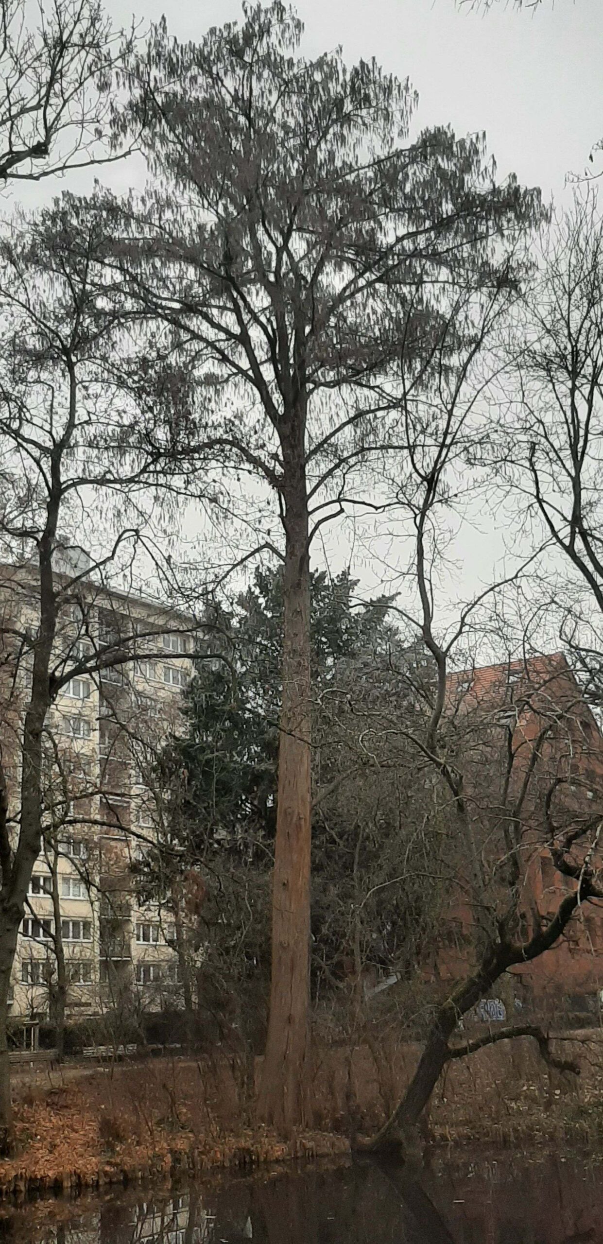 Taxodium distichum - Bockenheim - Dez. 2021