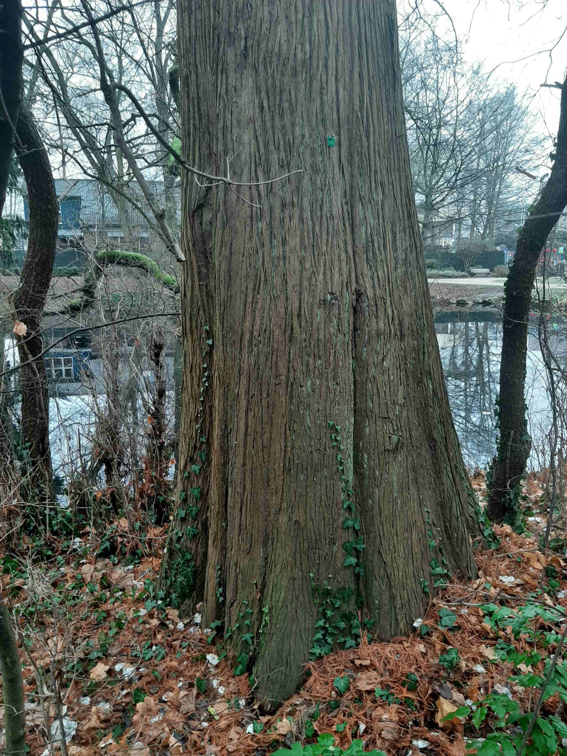 Taxodium distichum - Bockenheim - Dez. 2021