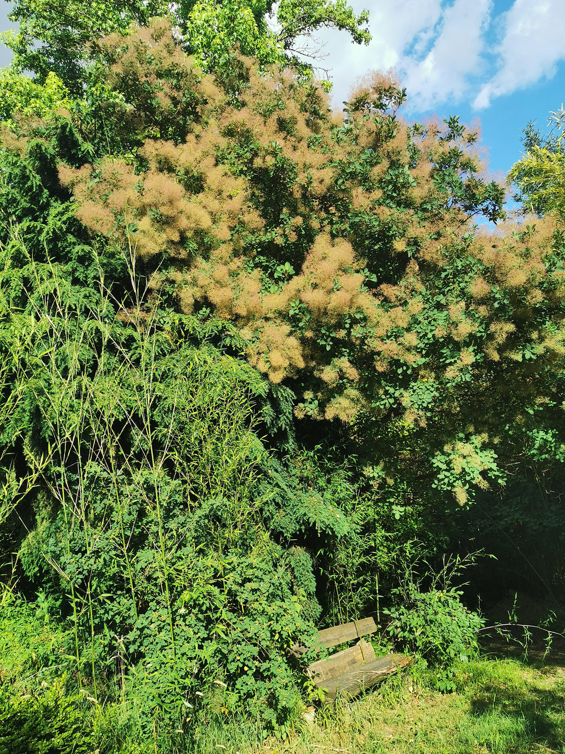 Cotinus obovatus 'Flame' - Marktheidenfeld - Juni 2022