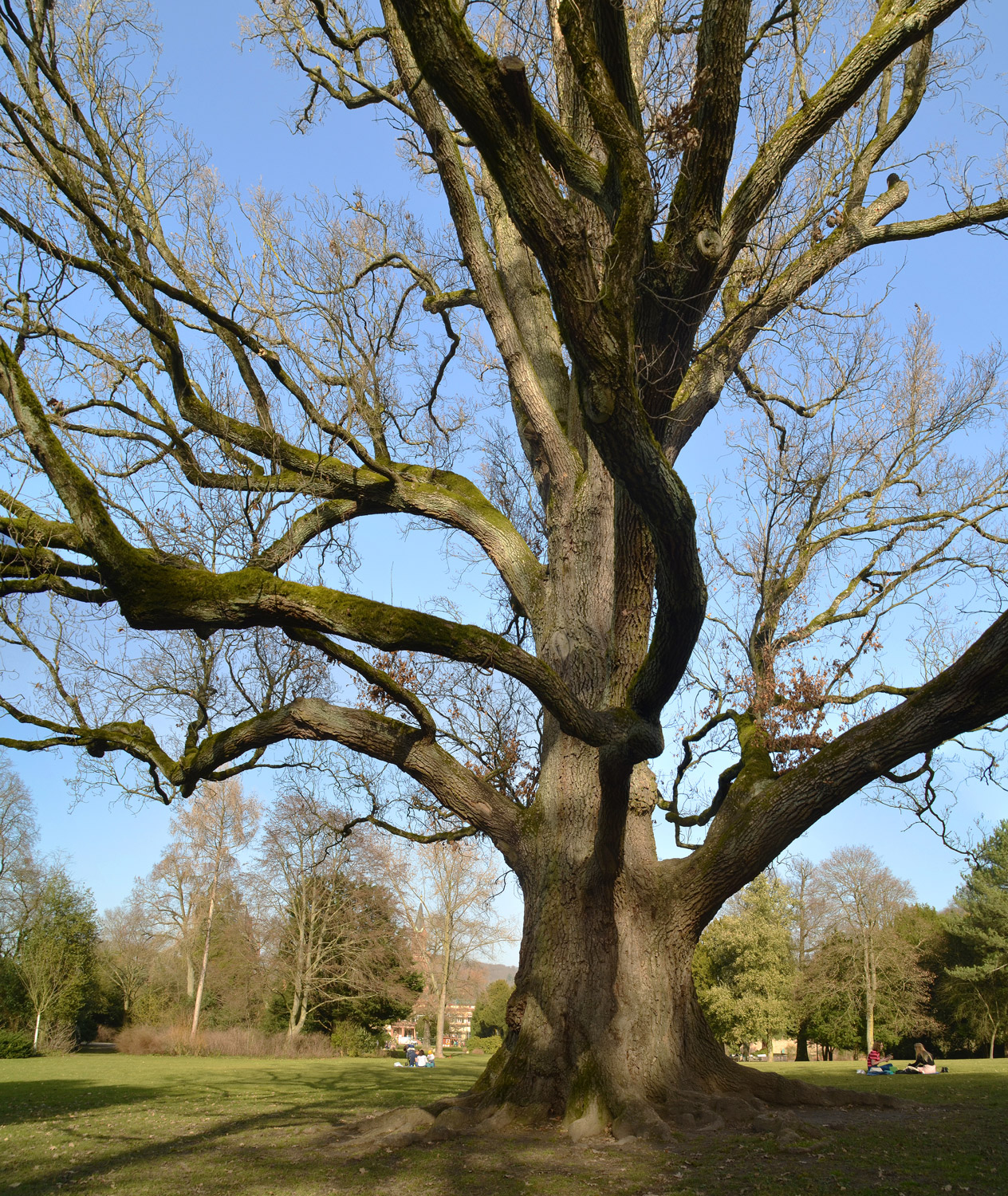 Fastigiata-Gruppe Quercus robur