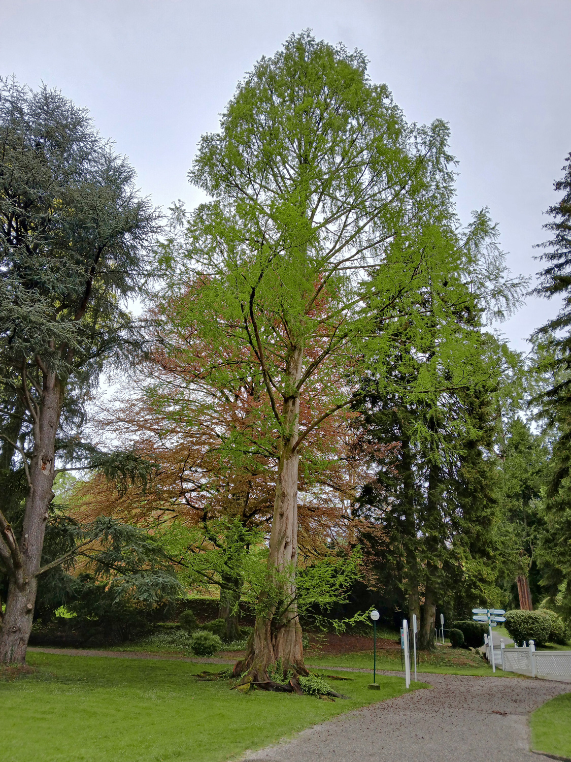 glyptostroboides Metasequoia