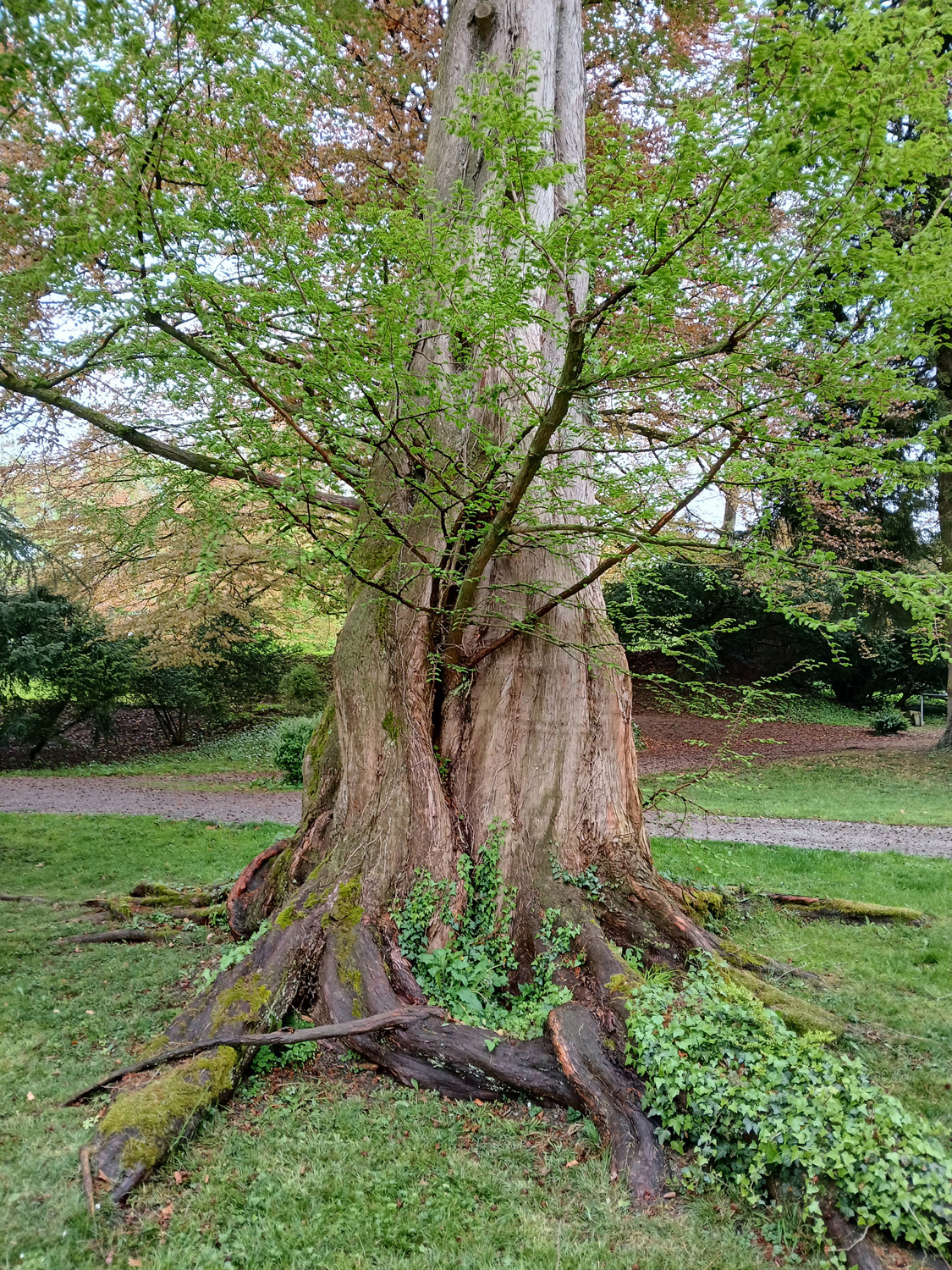 Metasequoia glyptostroboides - Lindau (Bodensee)-Bad Schachen, Park beim Hotel Bad Schachen - April 2025