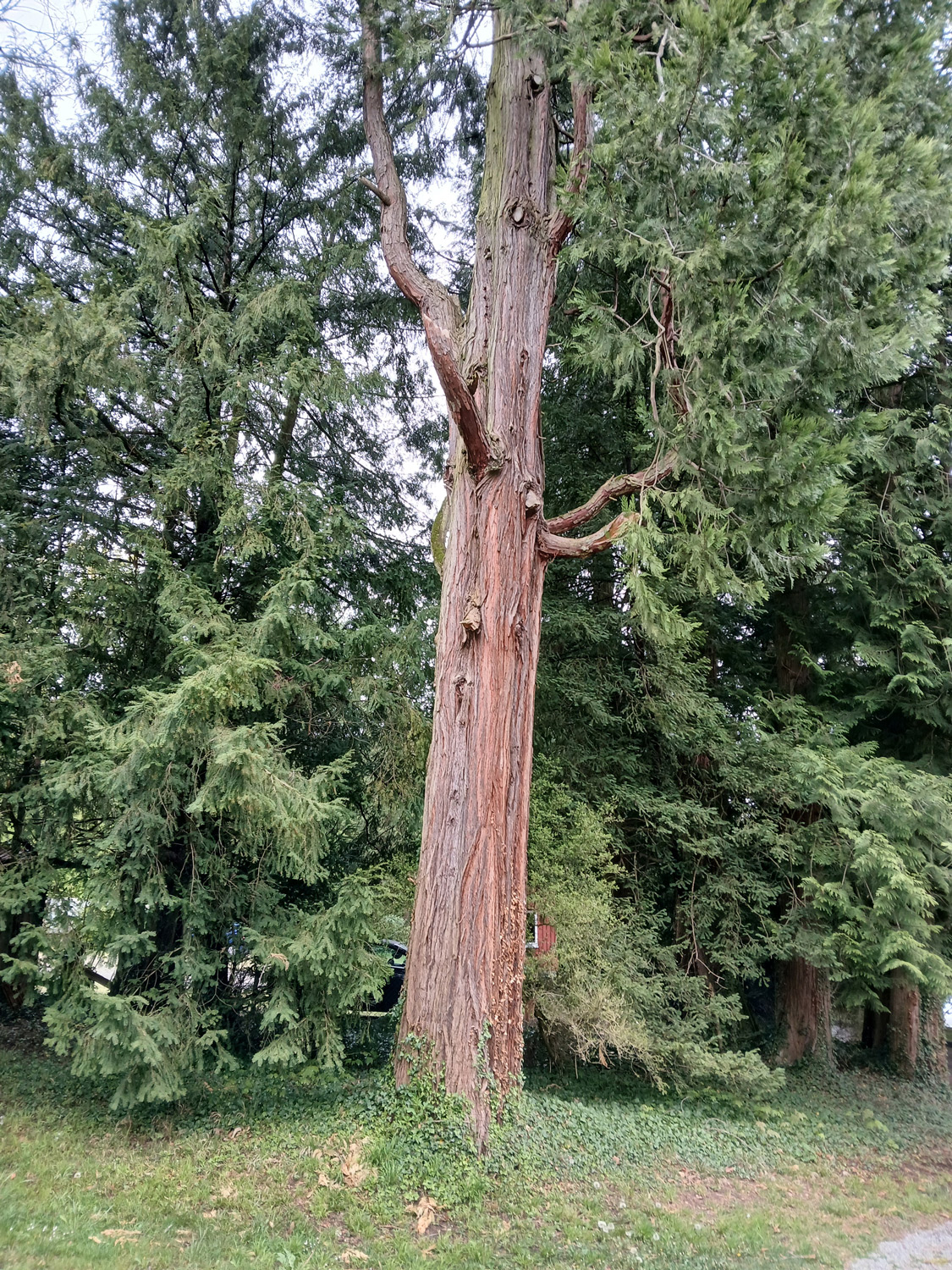 Calocedrus decurrens