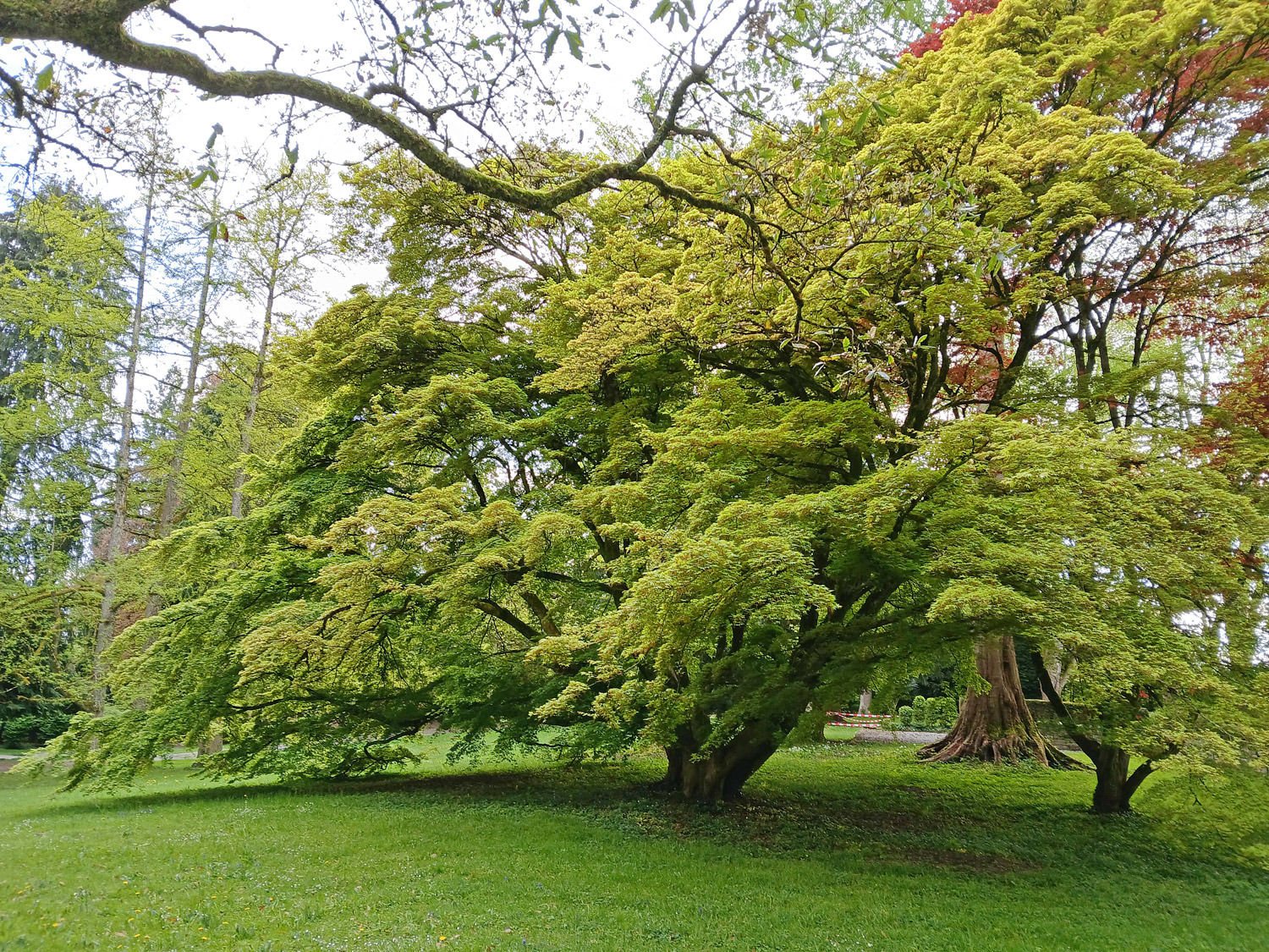 Acer palmatum