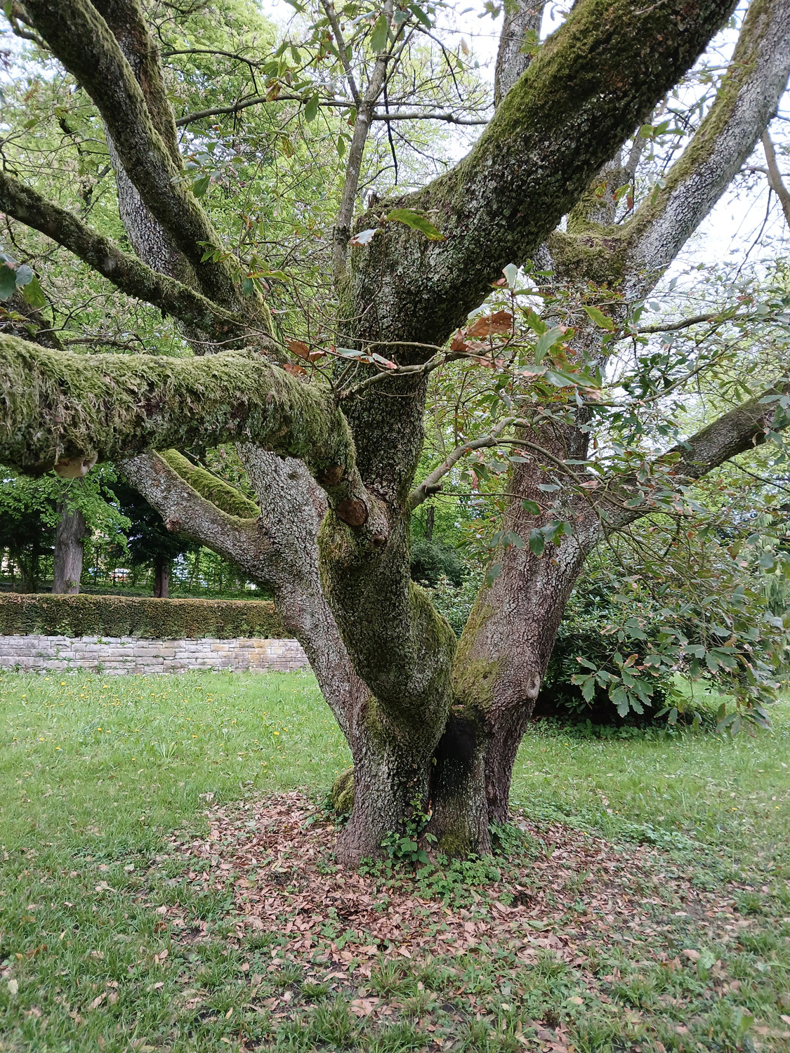 'Pseudoturneri' × turneri Quercus
