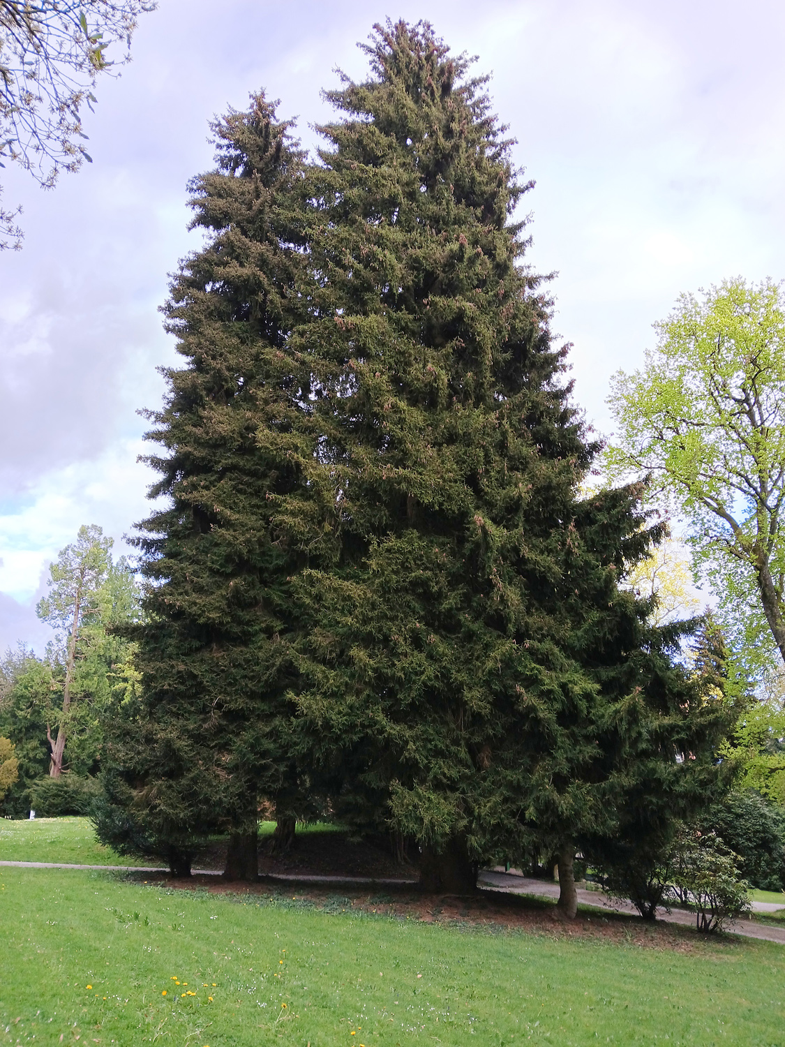 orientalis Picea