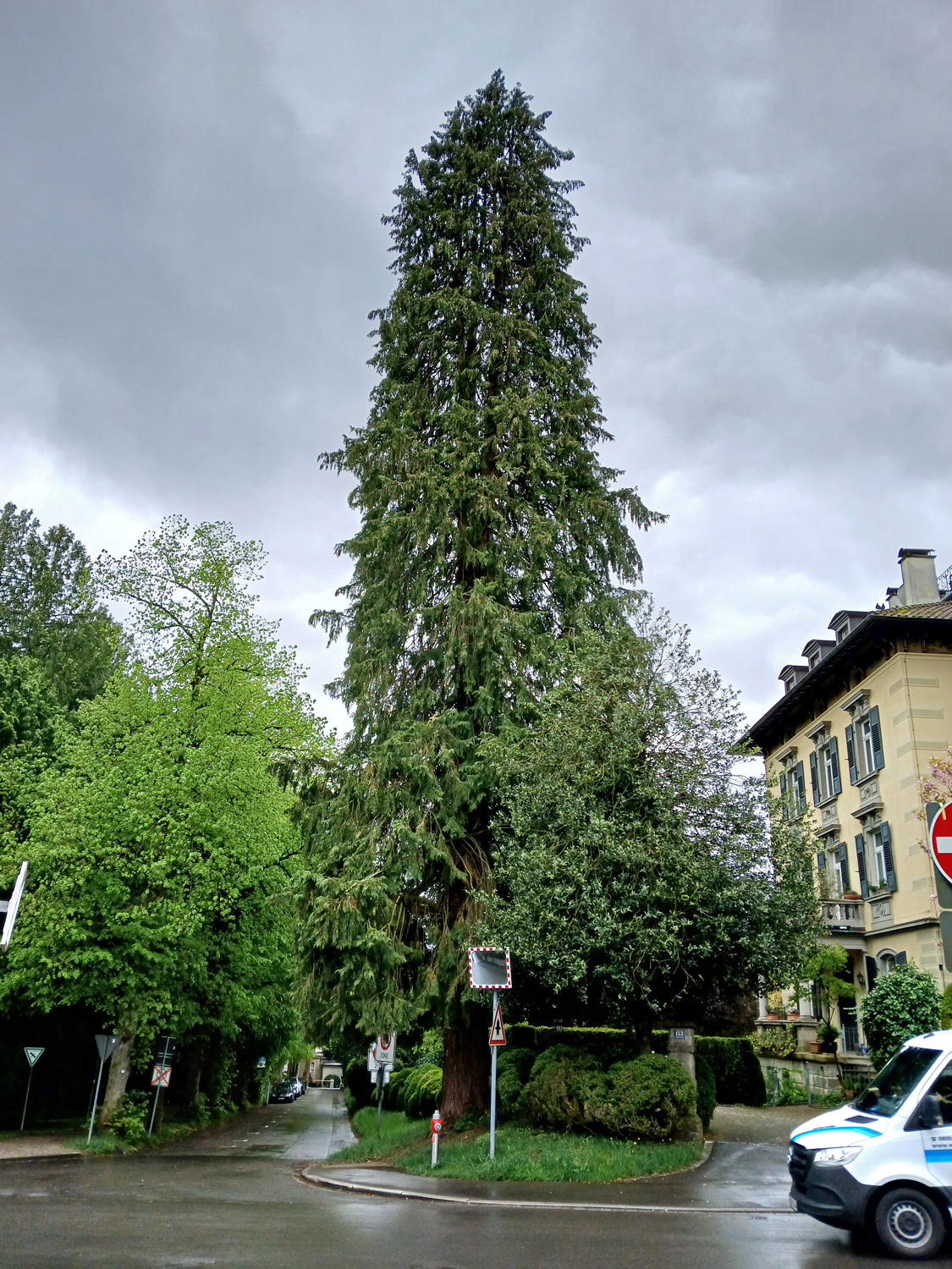 Chamaecyparis lawsoniana