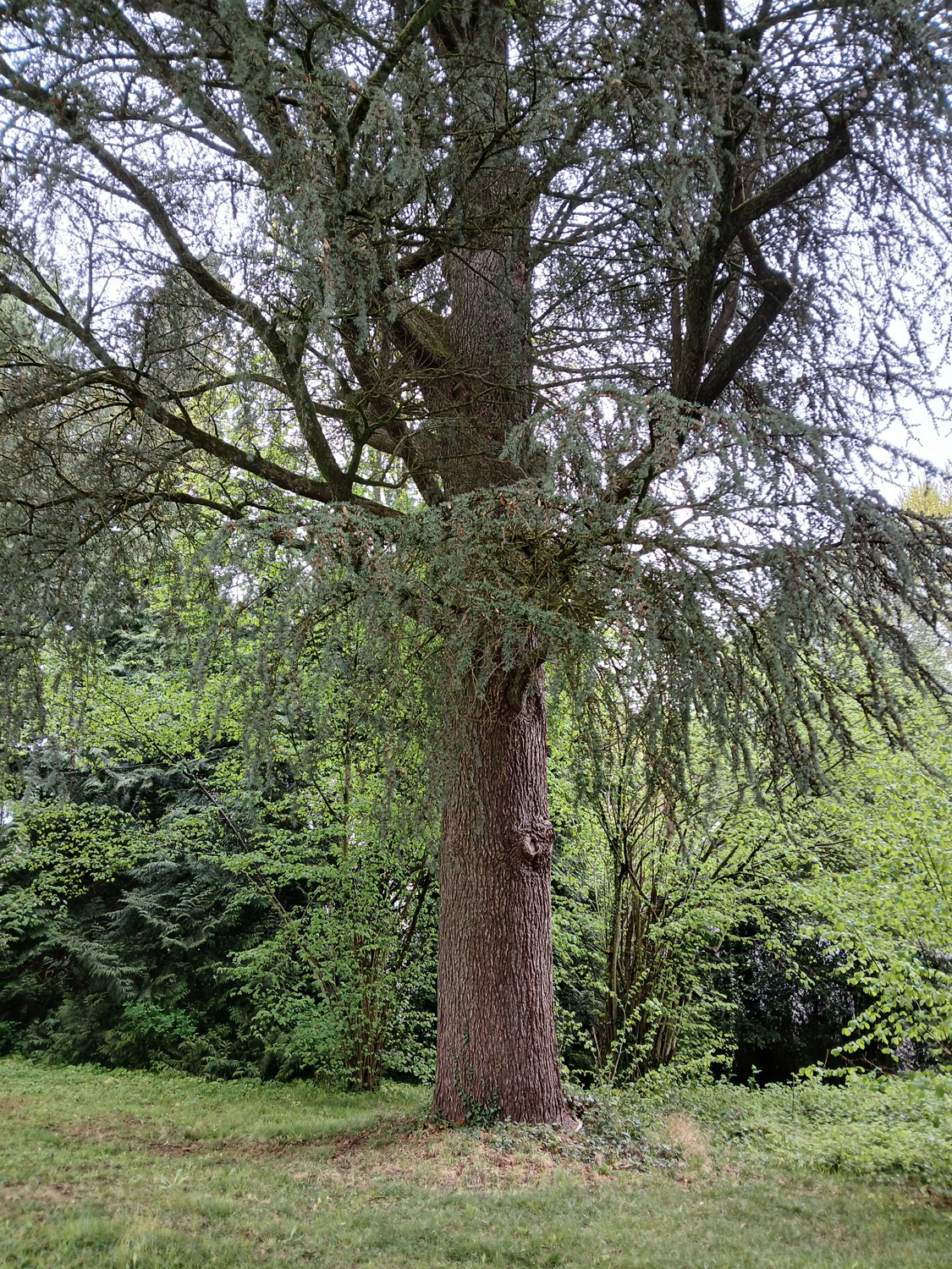 atlantica Cedrus