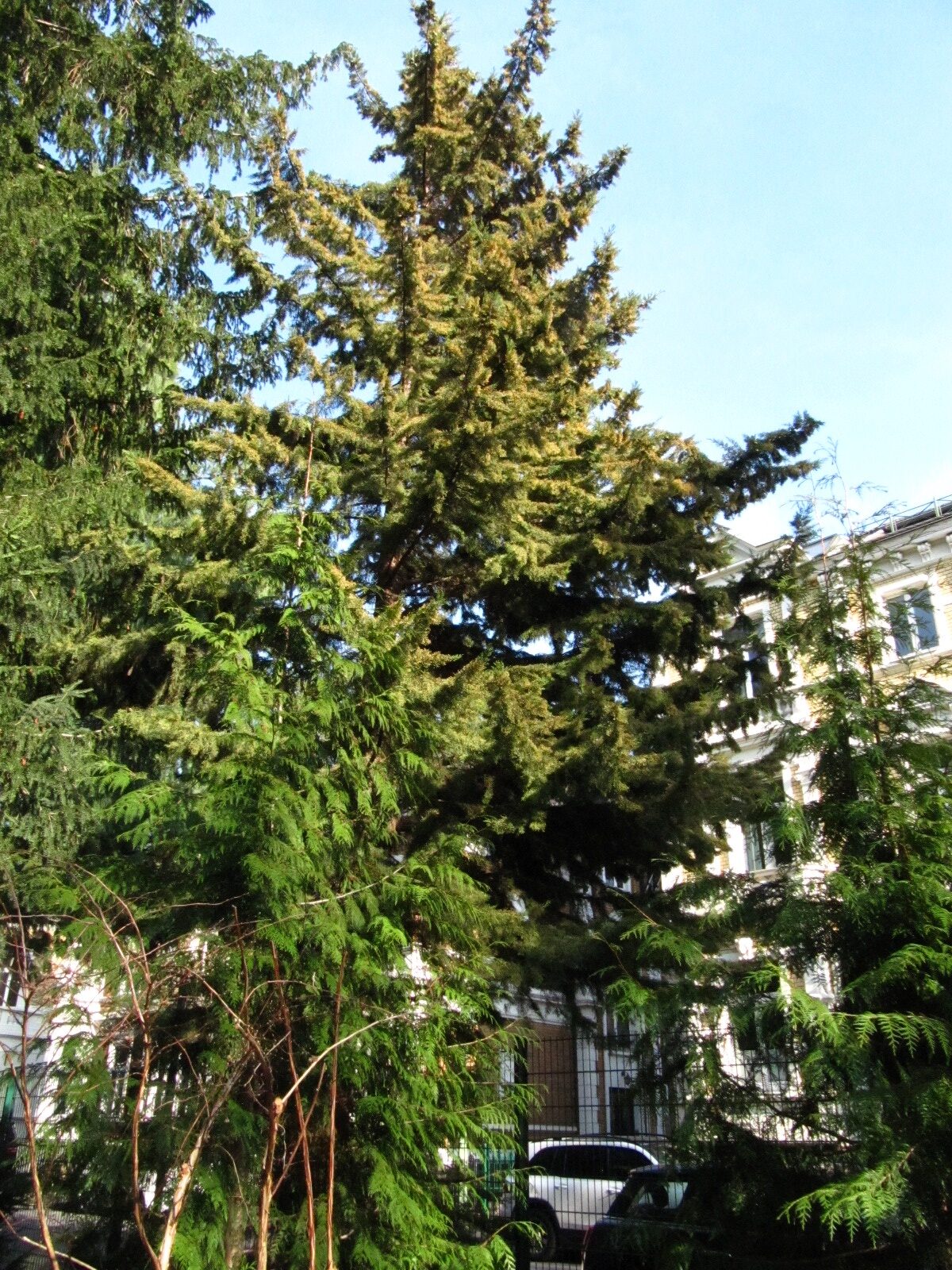Cupressus macrocarpa