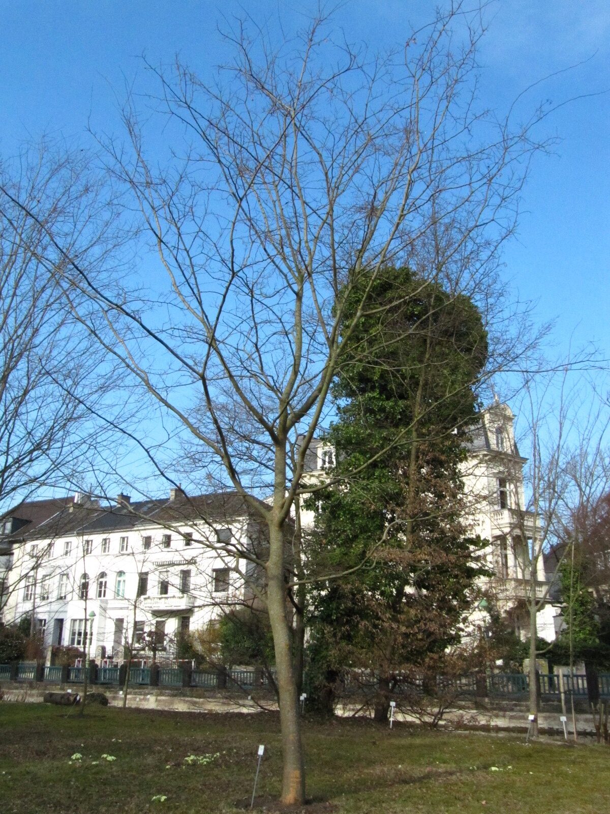 × verschaffeltii Zelkova