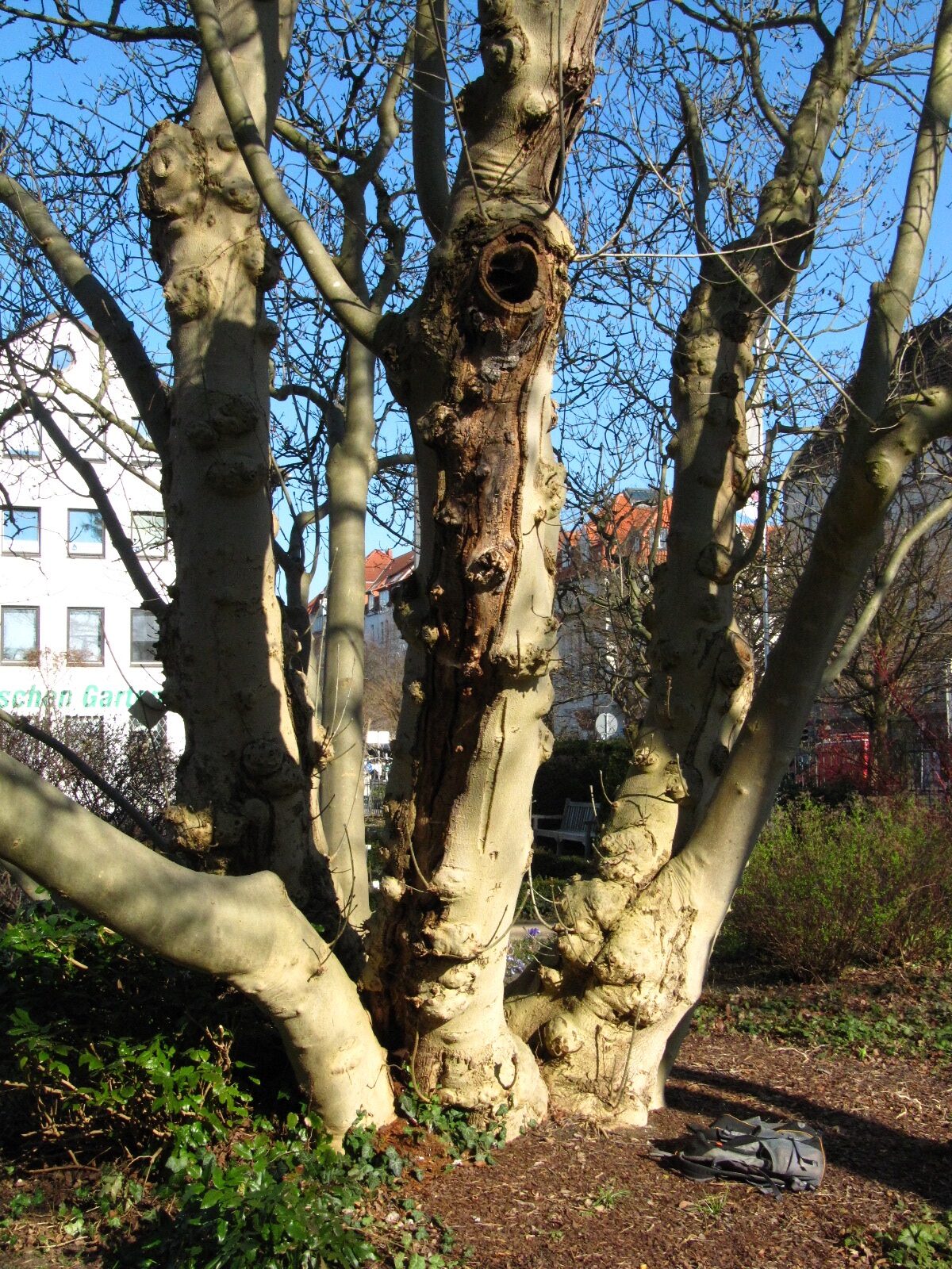 Fraxinus ornus - Bot. Garten Braunschweig - März 2025